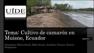 Tema: Cultivo de camarón en
Muisne, Ecuador
Integrantes: Marco Ocaña, Eddy Jácome, Jonathan Vásquez, Ximena
Sangoquiza.
GRUPO 3
 