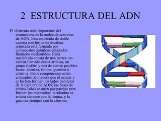 2  ESTRUCTURA DEL ADN El elemento más importante del cromosoma es la molécula continua de ADN. Esta molécula de doble cadena con forma de escalera retorcida está formada por compuestos químicos enlazados llamados nucleótidos. Cada nucleótido consta de tres partes: un azúcar llamado desoxirribosa, un grupo fosfato y una de cuatro posibles bases: adenina, timina, guanina o citosina. Estos componentes están enlazados de manera que el azúcar y el fosfato forman los lados paralelos de la escalera de ADN; las bases de ambos lados se unen por parejas para formar los travesaños; la adenina se enlaza siempre con la timina, y la guanina siempre con la citosina. 