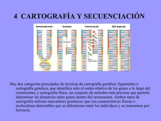 4  CARTOGRAFÍA Y SECUENCIACIÓN   Hay dos categorías principales de técnicas de cartografía genética: ligamiento o cartografía genética, que identifica sólo el orden relativo de los genes a lo largo del cromosoma; y cartografía física, un conjunto de métodos más precisos que permite determinar las distancias entre genes dentro del cromosoma. Ambos tipos de cartografía utilizan marcadores genéticos, que son características físicas o moleculares detectables que se diferencian entre los individuos y se transmiten por herencia. 