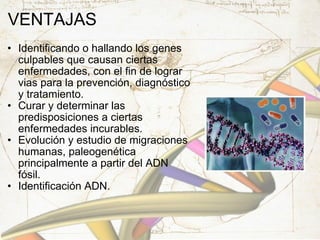 VENTAJAS Identificando o hallando los genes culpables que causan ciertas enfermedades, con el fin de lograr vias para la prevención, diagnóstico y tratamiento. Curar y determinar las predisposiciones a ciertas enfermedades incurables. Evolución y estudio de migraciones humanas, paleogenética principalmente a partir del ADN fósil. Identificación ADN. 