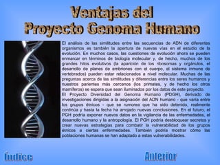 Índice Anterior El análisis de las similitudes entre las secuencias de ADN de diferentes organismos es también la apertura de nuevas vías en el estudio de la evolución. En muchos casos, las cuestiones de evolución ahora se pueden enmarcar en términos de biología molecular y, de hecho, muchos de los grandes hitos evolutivos (la aparición de los ribosomas y orgánulos, el desarrollo de planes de embriones con el cuerpo, el sistema inmune de vertebrados) pueden estar relacionados a nivel molecular. Muchas de las preguntas acerca de las similitudes y diferencias entre los seres humanos y nuestros parientes más cercanos (los primates, y de hecho los otros mamíferos) se espera que sean iluminados por los datos de este proyecto. El Proyecto Diversidad del Genoma Humano (PDGH), derivado de investigaciones dirigidas a la asignación del ADN humano - que varía entre los grupos étnicos - que se rumorea que ha sido detenido, realmente continúa y hasta la fecha ha arrojado nuevas conclusiones. En el futuro, el PGH podría exponer nuevos datos en la vigilancia de las enfermedades, el desarrollo humano y la antropología. El PGH podría desbloquear secretos y crear nuevas estrategias para combatir la vulnerabilidad de los grupos étnicos a ciertas enfermedades. También podría mostrar cómo las poblaciones humanas se han adaptado a estas vulnerabilidades. Ventajas del Proyecto Genoma Humano 
