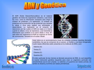 ADN y Genética El ADN (Ácido Desoxirribonucléico) es el material genético de todos los organismos celulares y casi todos los virus. Lleva la información necesaria para dirigir la síntesis de proteínas y la replicación. La síntesis de proteínas es la producción de las proteínas que necesita la célula o virus para realizar sus actividades y desarrollarse. La replicación es el conjunto de reacciones por las cuales el ADN se copia a sí mismo cuando la célula o virus se reproduce, y así transmite la información que contiene a la nueva célula o virus. En casi todos los organismos el ADN se organiza en forma de cromosomas, ubicados en el núcleo celular. Cada hebra es un acomodamiento linear de unidades similares repetidas llamadas nucleótidos, los que se componen de un azúcar, un fosfato y una base nitrogenada. Cuatro bases diferentes están presentes en la molécula de DNA y son: Adenina (A) Timina (T) Citosina (C) Guanina (G) El orden particular de las mismas es llamada secuencia de DNA, la cual especifica la exacta instrucción genética requerida para crear un organismo particular con características que le son propias. La adenina y la guanina son bases púricas, en cambio la citosina y la timina son bases pirimidínicas. Siguiente Índice 