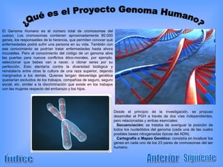 ¿Qué es el Proyecto Genoma Humano? El Genoma Humano es el número total de cromosomas del cuerpo. Los cromosomas contienen aproximadamente 80.000 genes, los responsables de la herencia, que permiten conocer qué enfermedades podrá sufrir una persona en su vida. También con ese conocimiento se podrían tratar enfermedades hasta ahora incurables. Pero el conocimiento del código de un genoma abre las puertas para nuevos conflictos ético-morales, por ejemplo, seleccionar que bebes van a nacer, o clonar seres por su perfección. Esto atentaría contra la diversidad biológica y reinstalaría entre otras la cultura de una raza superior, dejando marginados a los demás. Quienes tengan desventaja genética quedarían excluidos de los trabajos, compañías de seguro, seguro social, etc. similar a la discriminación que existe en los trabajos con las mujeres respecto del embarazo y los hijos. Desde el principio de la investigación, se propuso desarrollar el PGH a través de dos vías independientes, pero relacionadas y ambas esenciales: Secuenciación:  se trataba de averiguar la posición de todos los nucleótidos del genoma (cada una de las cuatro posibles bases nitrogenadas típicas del ADN). Cartografía o Mapeo Genético:  consistía en localizar los genes en cada uno de los 23 pares de cromosomas del ser humano. Índice Siguiente Anterior 