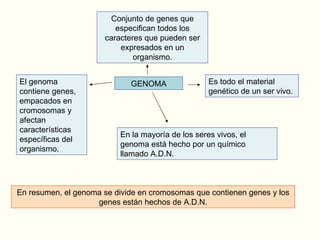 GENOMA Conjunto de genes que especifican todos los caracteres que pueden ser expresados en un organismo. Es todo el material genético de un ser vivo. En la mayoría de los seres vivos, el genoma está hecho por un químico llamado A.D.N.  El genoma contiene genes, empacados en cromosomas y afectan características específicas del organismo. En resumen, el genoma se divide en cromosomas que contienen genes y los genes están hechos de A.D.N. 