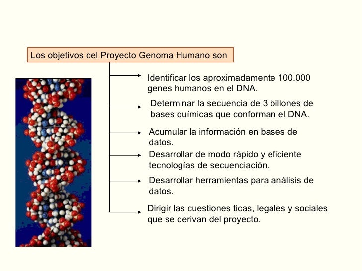 Que Es El Genoma Humano Resumen Dinami