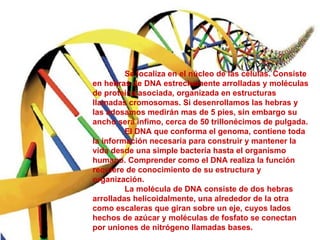 Se localiza en el núcleo de las células. Consiste en hebras de DNA estrechamente arrolladas y moléculas de proteína asociada, organizada en estructuras llamadas cromosomas. Si desenrollamos las hebras y las adosamos medirán mas de 5 pies, sin embargo su ancho será ínfimo, cerca de 50 trillonécimos de pulgada.  El DNA que conforma el genoma, contiene toda la información necesaria para construir y mantener la vida desde una simple bacteria hasta el organismo humano. Comprender como el DNA realiza la función requiere de conocimiento de su estructura y organización.  La molécula de DNA consiste de dos hebras arrolladas helicoidalmente, una alrededor de la otra como escaleras que giran sobre un eje, cuyos lados hechos de azúcar y moléculas de fosfato se conectan por uniones de nitrógeno llamadas bases. 