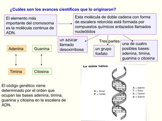El código genético viene determinado por el orden que ocupan las bases adenina, timina, guanina y citosina en la escalera de ADN. ¿Cuáles son los avances científicos que lo originaron? El elemento más importante del cromosoma es la molécula continua de ADN. Esta molécula de doble cadena con forma de escalera retorcida está formada por compuestos químicos enlazados llamados nucleótidos Tres partes un azúcar llamado desoxirribosa un grupo fosfato una de cuatro posibles bases: adenina, timina, guanina o citosina Adenina Timina Guanina Citosina 