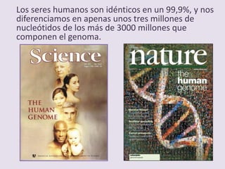 Los seres humanos son idénticos en un 99,9%, y nos
diferenciamos en apenas unos tres millones de
nucleótidos de los más de 3000 millones que
componen el genoma.
 