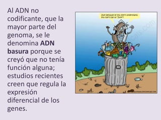 Al ADN no
codificante, que la
mayor parte del
genoma, se le
denomina ADN
basura porque se
creyó que no tenía
función alguna;
estudios recientes
creen que regula la
expresión
diferencial de los
genes.
 