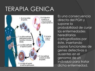 TERAPIA GENICA
Es una consecuencia
directa del PGH y
supone la
probabilidad de curar
las enfermedades
hereditarias
cartografiadas por
éste, insertando
copias funcionales de
genes defectivos o
ausentes en el
genoma de un
individuo para tratar
dicha enfermedad.
 