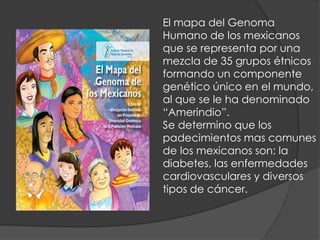 El mapa del Genoma
Humano de los mexicanos
que se representa por una
mezcla de 35 grupos étnicos
formando un componente
genético único en el mundo,
al que se le ha denominado
“Amerindio”.
Se determino que los
padecimientos mas comunes
de los mexicanos son: la
diabetes, las enfermedades
cardiovasculares y diversos
tipos de cáncer.
 