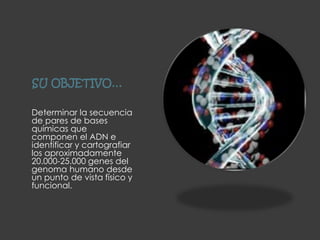 SU OBJETIVO…
Determinar la secuencia
de pares de bases
químicas que
componen el ADN e
identificar y cartografiar
los aproximadamente
20.000-25.000 genes del
genoma humano desde
un punto de vista físico y
funcional.
 