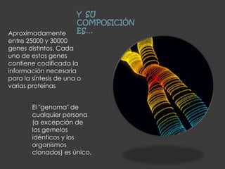 Y SU
COMPOSICIÓN
ES…Aproximadamente
entre 25000 y 30000
genes distintos. Cada
uno de estos genes
contiene codificada la
información necesaria
para la síntesis de una o
varias proteínas
El "genoma" de
cualquier persona
(a excepción de
los gemelos
idénticos y los
organismos
clonados) es único.
 