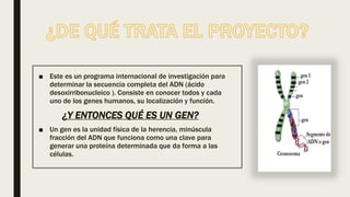 ■ Este es un programa internacional de investigación para
determinar la secuencia completa del ADN (ácido
desoxirribonucleico ). Consiste en conocer todos y cada
uno de los genes humanos, su localización y función.
¿Y ENTONCES QUÉ ES UN GEN?
■ Un gen es la unidad física de la herencia, minúscula
fracción del ADN que funciona como una clave para
generar una proteína determinada que da forma a las
células.
 