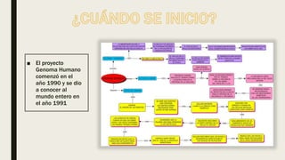 ■ El proyecto
Genoma Humano
comenzó en el
año 1990 y se dio
a conocer al
mundo entero en
el año 1991
 