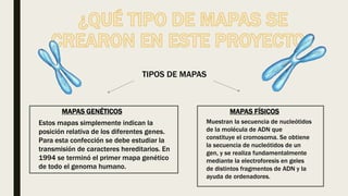 TIPOS DE MAPAS
MAPAS GENÉTICOS
Estos mapas simplemente indican la
posición relativa de los diferentes genes.
Para esta confección se debe estudiar la
transmisión de caracteres hereditarios. En
1994 se terminó el primer mapa genético
de todo el genoma humano.
MAPAS FÍSICOS
Muestran la secuencia de nucleótidos
de la molécula de ADN que
constituye el cromosoma. Se obtiene
la secuencia de nucleótidos de un
gen, y se realiza fundamentalmente
mediante la electroforesis en geles
de distintos fragmentos de ADN y la
ayuda de ordenadores.
 