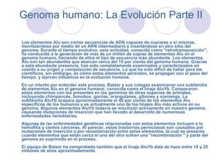Genoma humano: La Evolución Parte II Los elementos Alu son cortas secuencias de ADN capaces de copiarse a sí mismas, movilizándose por medio de un ARN intermediario e insertándose en otro sitio del genoma. Durante el tiempo evolutivo, esta actividad, conocida como "retrotransposición", ha conducido a la generación de más de un millón de copias de elementos Alu en el genoma humano, haciendo de ellos el tipo de secuencia más abundante. Los elementos Alu son tan abundantes que abarcan cerca del 10 por ciento del genoma humano. Gracias a esta abundante presencia, han sido completamente examinados y caracterizados en cuanto a su origen y composición de secuencia. Lo que ha sido difícil de hallar para los científicos, sin embargo, es cómo estos elementos persisten, se propagan con el paso del tiempo, y ejercen influencia en la evolución humana. En un intento por entender este proceso, Batzer y sus colegas examinaron una subfamilia de elementos Alu en el genoma humano, conocida como el linaje AluYb. Compararon estos elementos con los presentes en los genomas de otras especies de primates, incluyendo chimpancés, bonobos, gorilas, orangutanes, gibones y siamangs. La subfamilia AluYb acapara aproximadamente el 40 por ciento de los elementos Alu específicos de los humanos y es actualmente uno de los linajes Alu más activos en su genoma. Algunos elementos AluYb todavía se movilizan activamente en nuestro genoma, causando mutaciones de inserción que han llevado al desarrollo de numerosas enfermedades hereditarias. Algunas de las enfermedades genéticas relacionadas con estos elementos incluyen a la hemofilia y ciertos cánceres. Al parecer, estos trastornos perniciosos son causados por mutaciones de inserción o por recombinación entre estos elementos, la cual se presenta cuando elementos que están cerca el uno del otro sufren una "recombinación " y parte del genoma es suprimido en el proceso. El equipo de Batzer ha comprobado también que el linaje AluYb data de hace entre 18 y 25 millones de años aproximadamente.  
