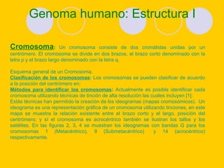 Genoma humano: Estructura I Cromosoma :   Un cromosoma consiste de dos cromátidas unidas por un centrómero. El cromosoma se divide en dos brazos, el brazo corto denominado con la letra p y el brazo largo denominado con la letra q.                                              Esquema general de un Cromosoma.  Clasificación de los cromosomas :  Los cromosomas se pueden clasificar de acuerdo a la posición del centrómero en:  Métodos para identificar los cromosomas :  Actualmente es posible identificar cada cromosoma utilizando técnicas de tinción de alta resolución las cuales incluyen [1]:  Estás técnicas han permitido la creación de los ideogramas (mapas cromosómicos).  Un ideograma es una representación gráfica de un cromosoma utilizando tinciones, en este mapa se muestra la relación existente entre el brazo corto y el largo, posición del centrómero; y sí el cromosoma es acrocéntrico también se ilustran los tallos y los satélites. En las figuras 2, 3, 4 se muestran los ideogramas con bandas G para los cromosomas 1 (Metacéntrico), 9 (Submetacéntrico)   y 14 (acrocéntrico) respectivamente. 
