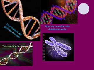 Una imagen del genoma humano Aquí se muestra más detalladamente Cromosoma Por computadora 