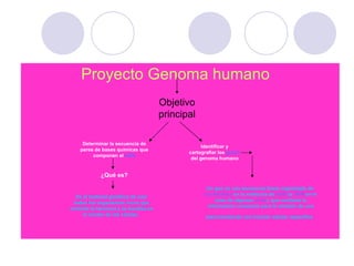 Proyecto Genoma humano Objetivo principal Determinar la secuencia de pares de bases químicas que componen el  ADN Identificar y cartografiar los  genes  del genoma humano ¿Qué es? Es el material genético de casi todos los organismos vivos que controla la herencia y se localiza en el núcleo de las células.  Un gen es una secuencia lineal organizada de  nucleótidos  en la molécula de  ADN  (o  ARN  en el caso de algunos  virus ), que contiene la información necesaria para la síntesis de una macromolécula con función celular específica   