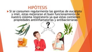 HIPÓTESIS
 Si se consumen regularmente las gomitas de eucalipto
y miel, estas mejoraran el buen funcionamiento de
nuestro sistema respiratorio ya que estas contienen
propiedades antiinflamatorias y antibacterianas
 