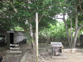 Mango
Mamón
Guayaba
 