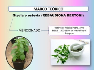 MARCO TEÓRICO
Stevia o estevia (REBAUDIONA BERTONI)

MENCIONADO

Botánica y médico Pedro Jaime
Esteve (1500-1556) en lo que hoy es
Paraguay

 