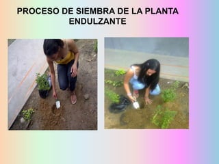 PROCESO DE SIEMBRA DE LA PLANTA
ENDULZANTE

 