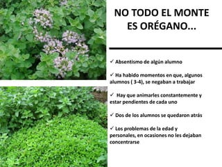 NO TODO EL MONTE
   ES ORÉGANO...


 Absentismo de algún alumno

 Ha habido momentos en que, algunos
alumnos ( 3-4), se negaban a trabajar

 Hay que animarles constantemente y
estar pendientes de cada uno

 Dos de los alumnos se quedaron atrás

 Los problemas de la edad y
personales, en ocasiones no les dejaban
concentrarse
 