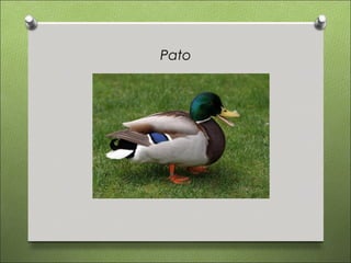 Pato
 