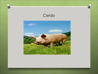 Cerdo
 