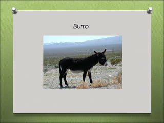 Burro
 
