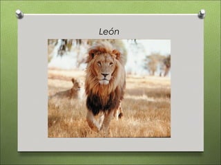 León
 
