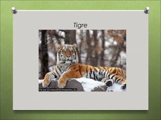 Tigre
 