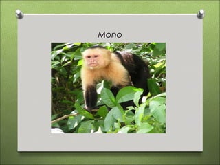 Mono
 