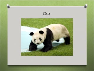Oso
 