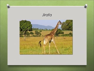 Jirafa
 