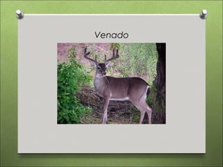 Venado
 