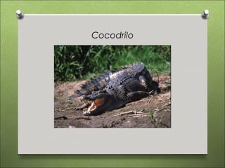 Cocodrilo
 