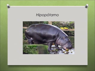 Hipopótamo
 