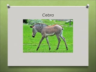 Cebra
 