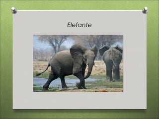 Elefante
 