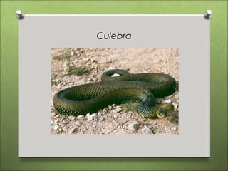 Culebra
 