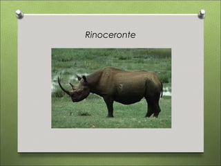 Rinoceronte
 