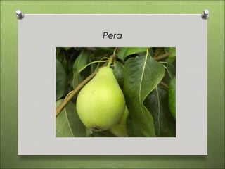 Pera
 