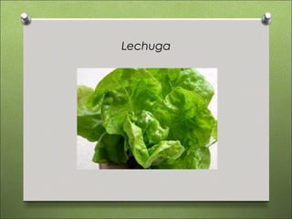 Lechuga
 