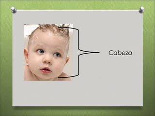 Cabeza
 