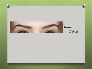 Cejas
 