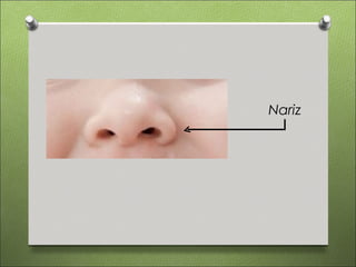 Nariz
 