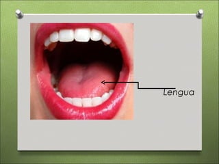 Lengua
 